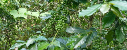 Café Sauvage
