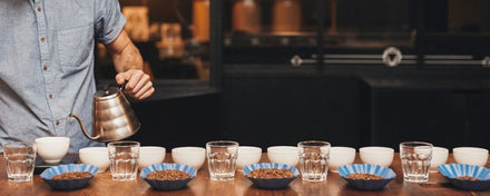 Cupping : dégustation et jugement des grains de café.